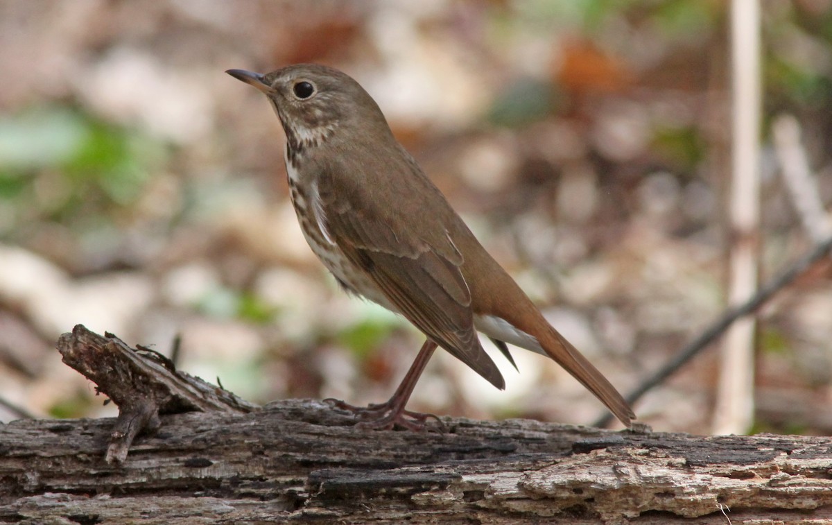 Hermit Thrush - ML556592641