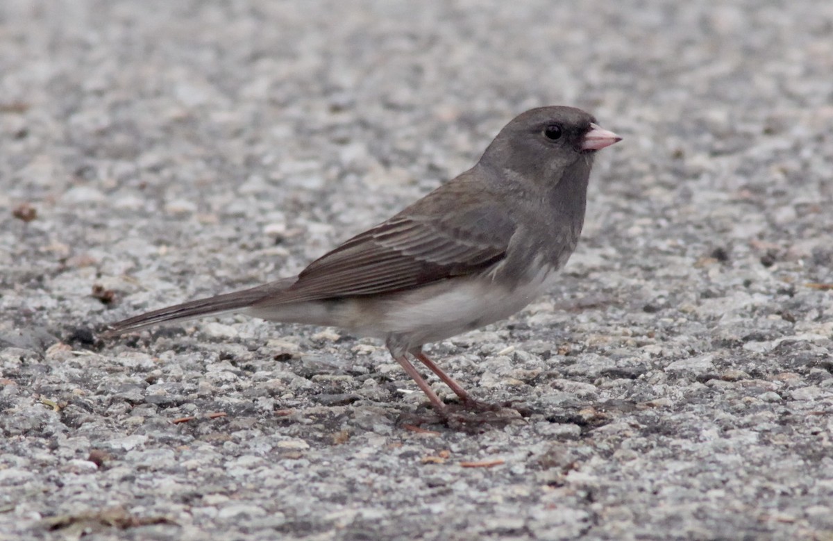 Dark-eyed Junco - ML556592681