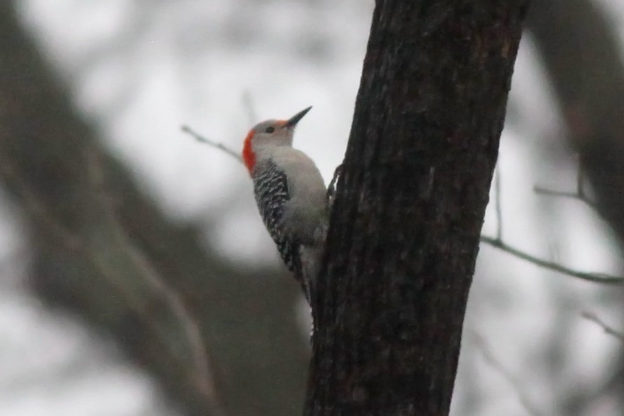 Red-bellied Woodpecker - Tom Smith