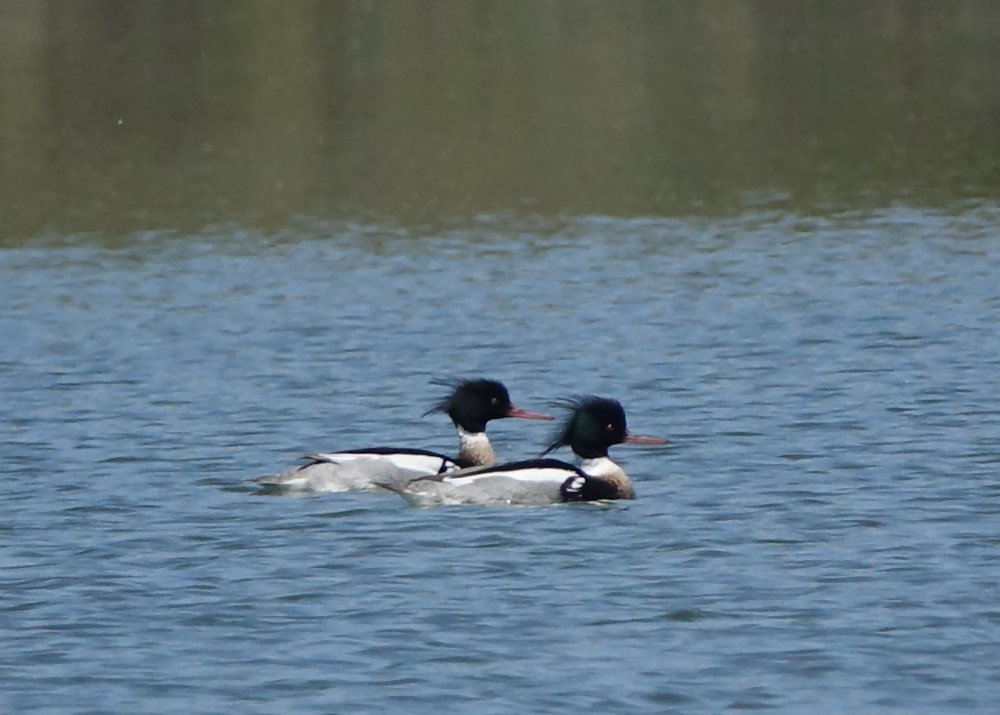 Red-breasted Merganser - ML556593071