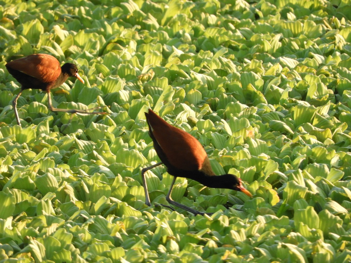 Wattled Jacana - ML556593481