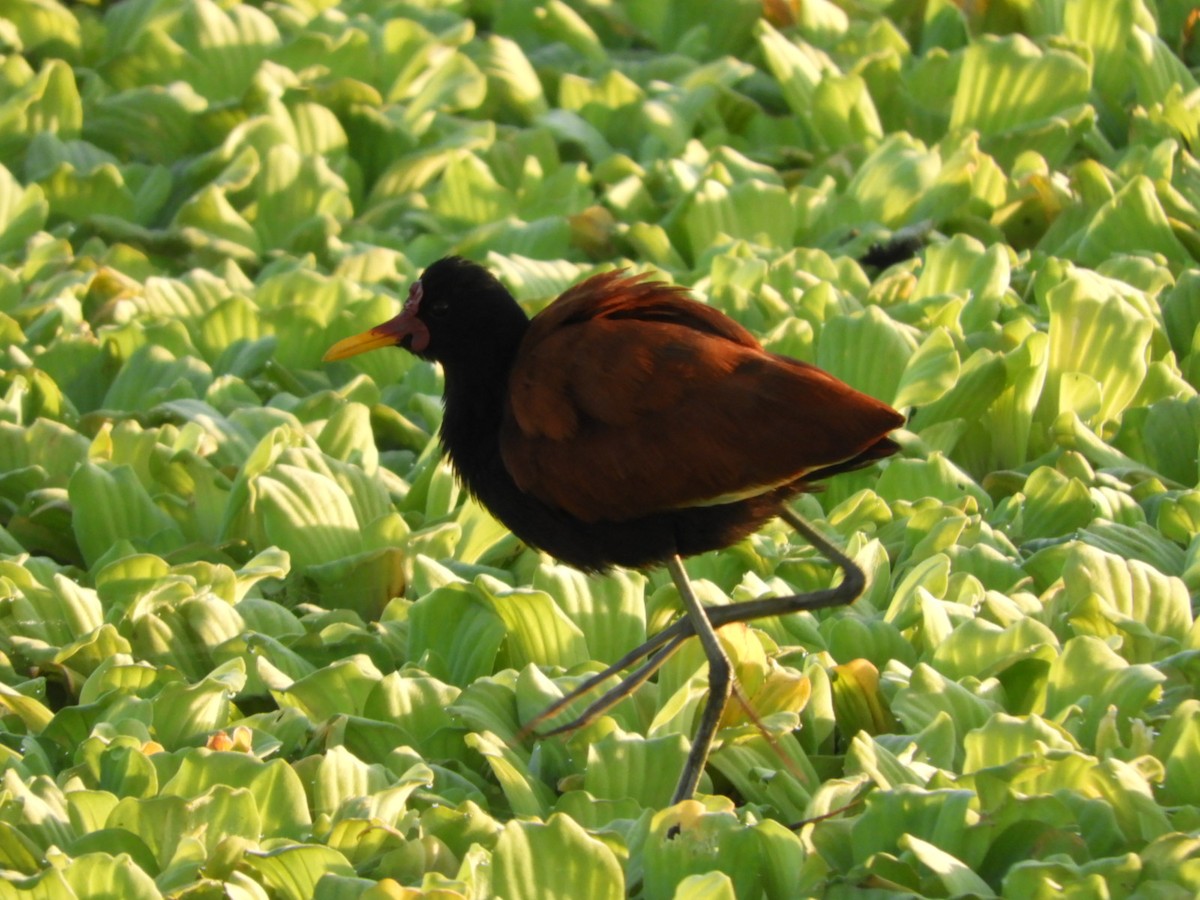 Wattled Jacana - ML556593491