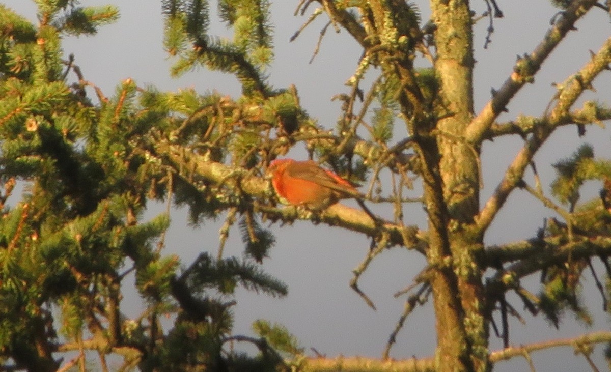 Red Crossbill (Northeastern or type 12) - ML55659411