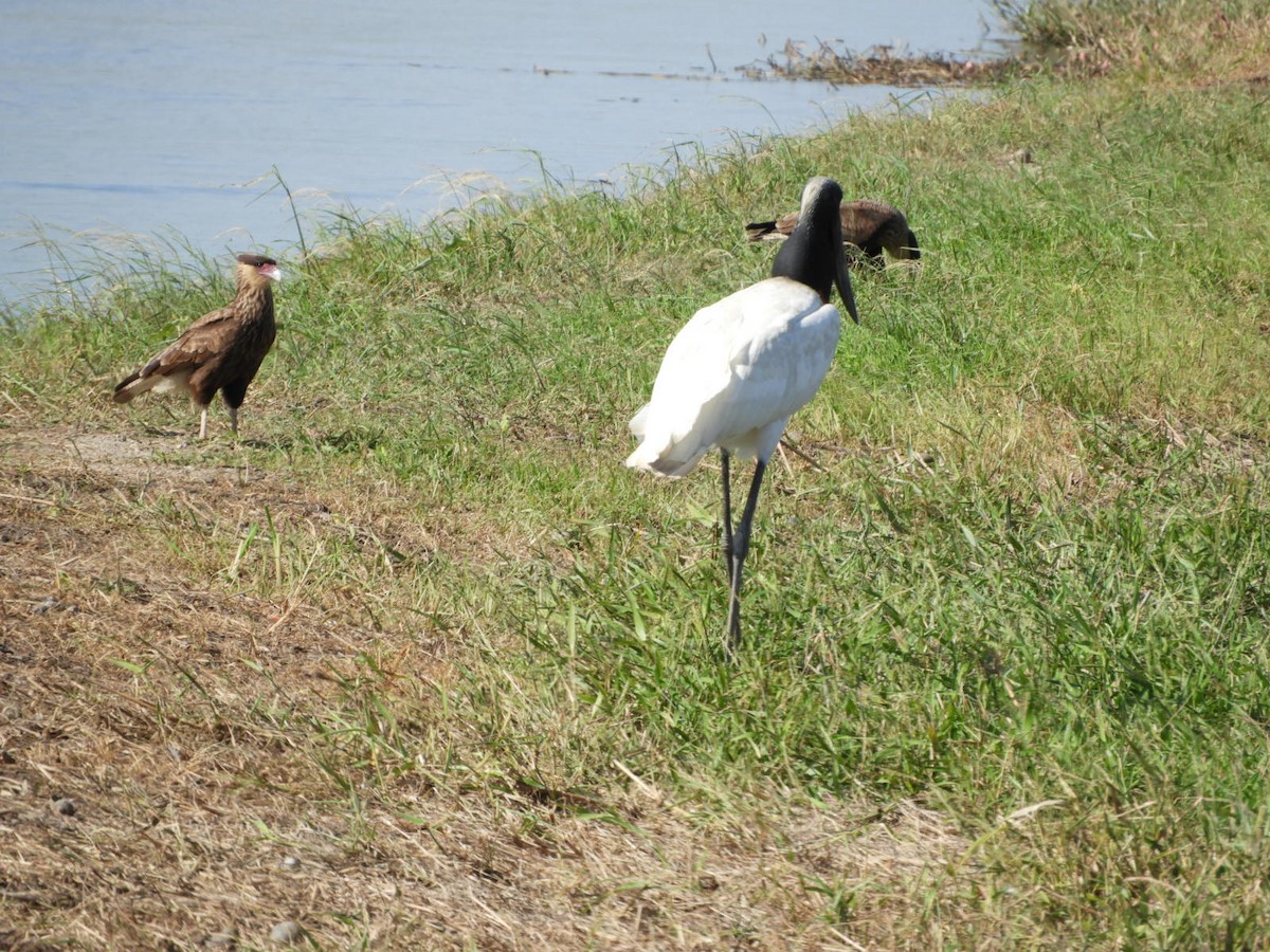 Jabiru d'Amérique - ML556594561