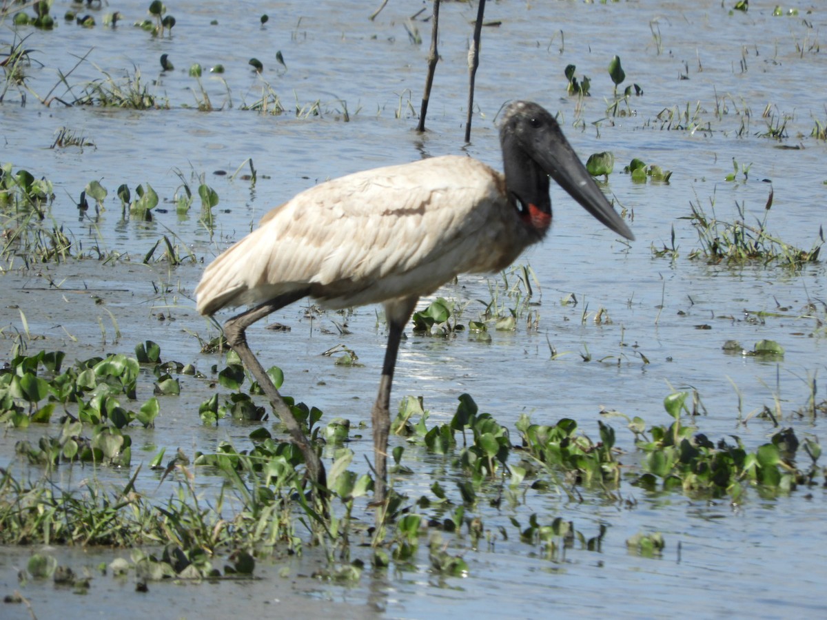 Jabiru d'Amérique - ML556594571