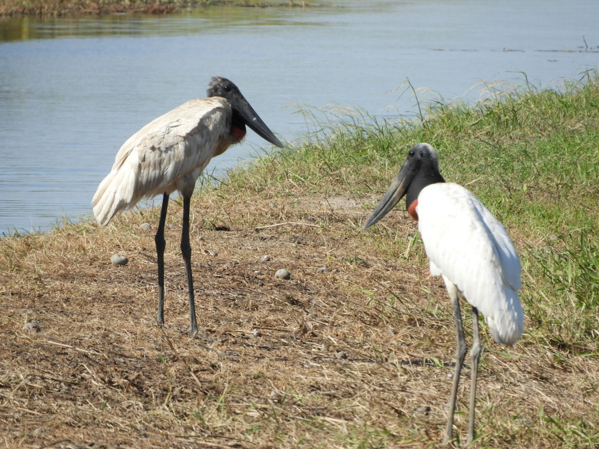 Jabiru - ML556594581