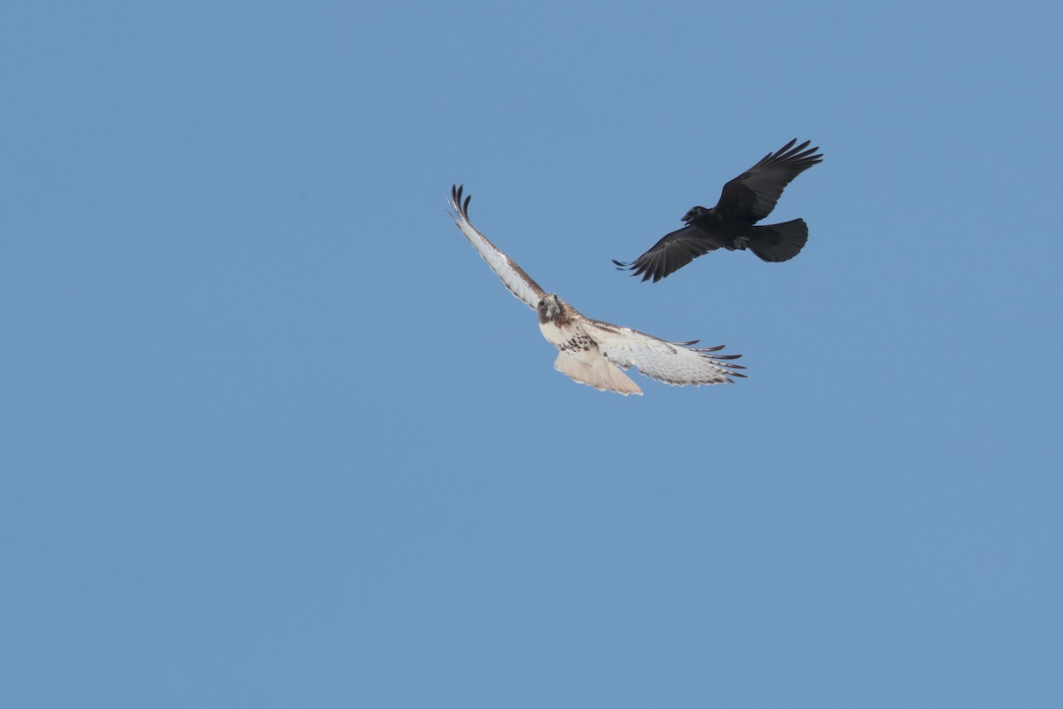 American Crow - bellemare celine