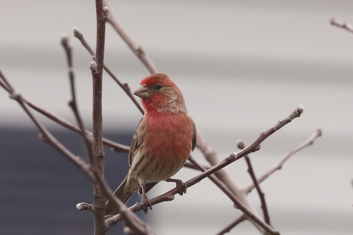 House Finch - ML556595001