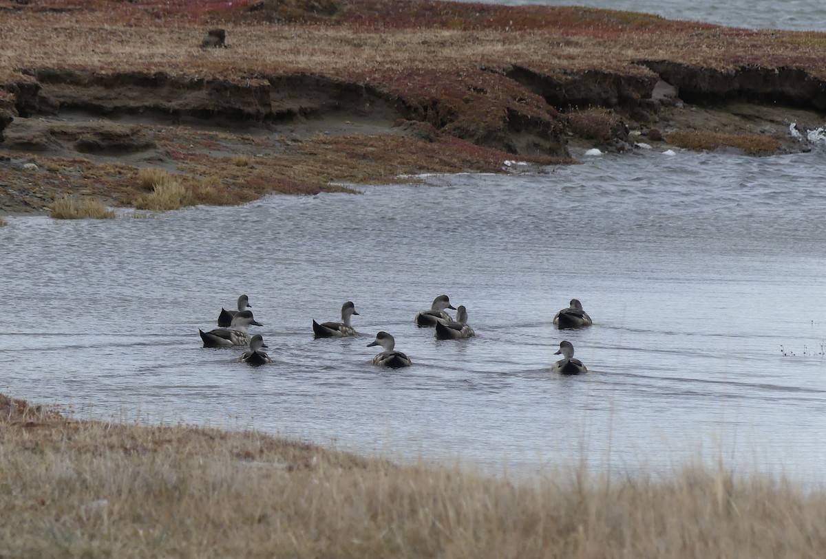 Crested Duck - ML556596481