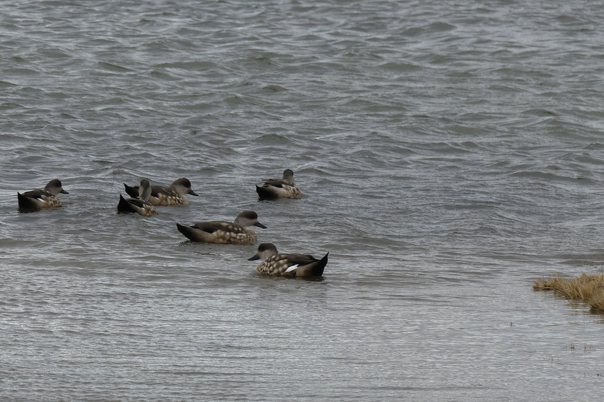 Crested Duck - ML556596491