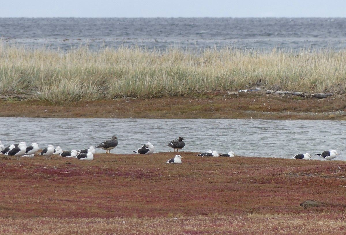 Kelp Gull - ML556596601