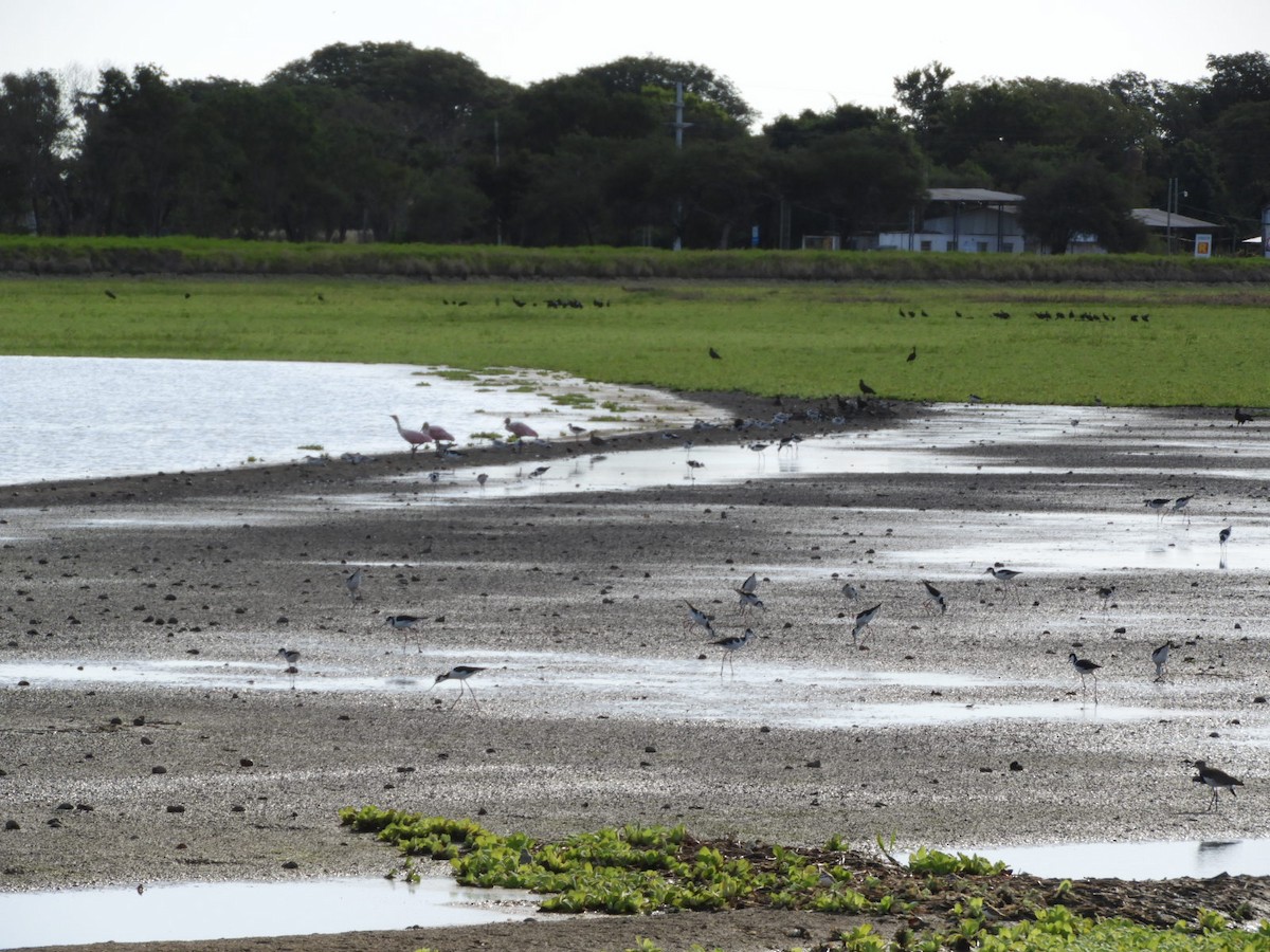 Roseate Spoonbill - ML556597141