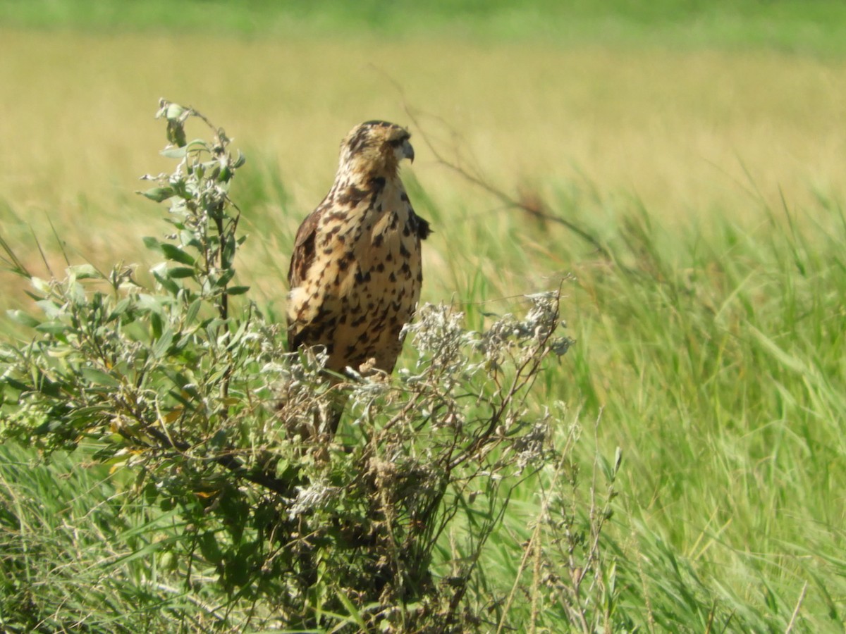 Great Black Hawk - ML556597501