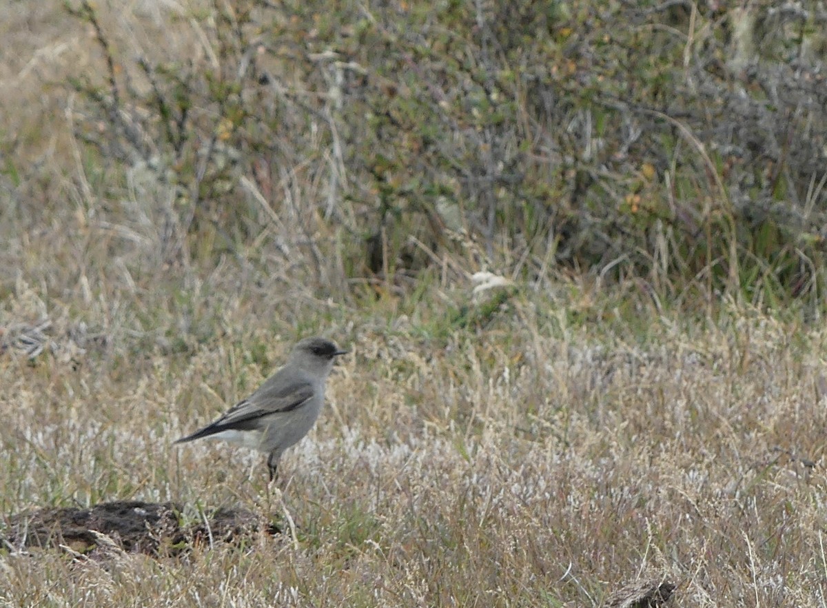 Dark-faced Ground-Tyrant - ML556599651