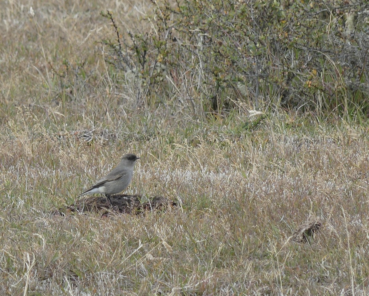 Dark-faced Ground-Tyrant - ML556599661