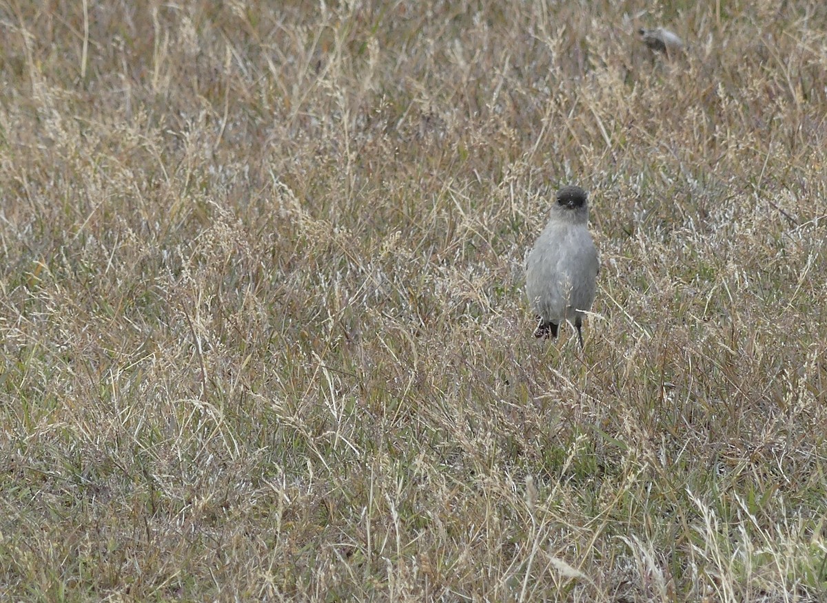 Dark-faced Ground-Tyrant - ML556599671