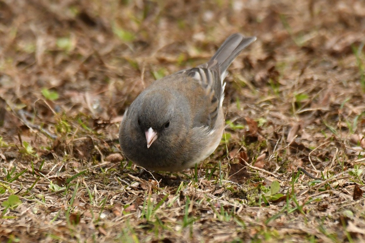 Dark-eyed Junco - ML556600241