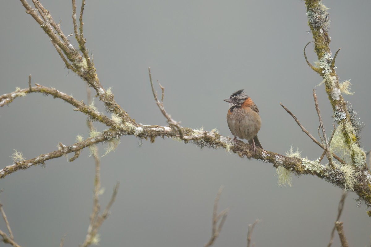 Rufous-collared Sparrow - ML556601651