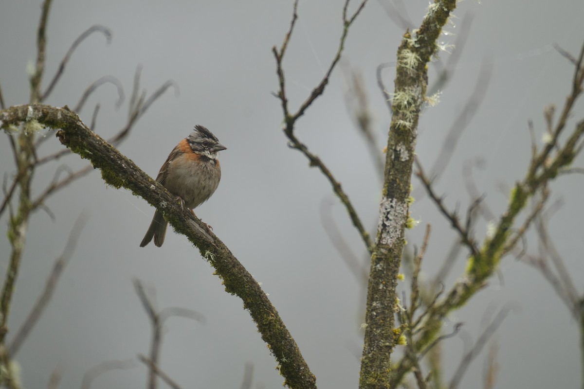Rufous-collared Sparrow - ML556601661