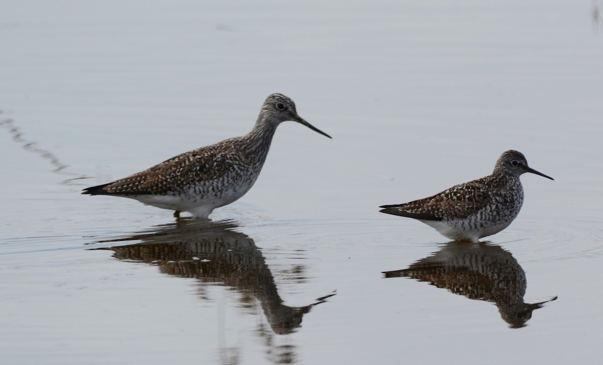 Lesser Yellowlegs - ML55660241
