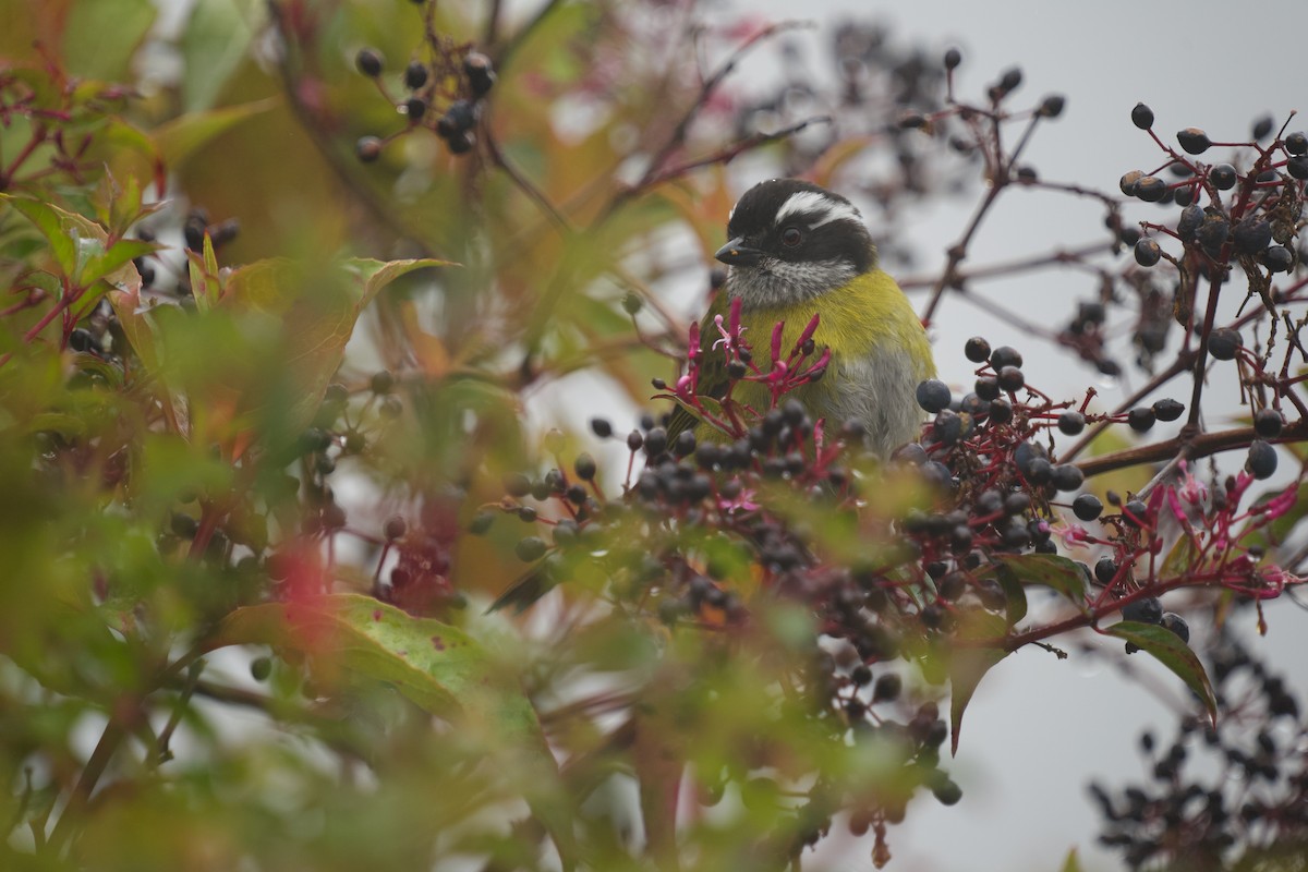 Sooty-capped Chlorospingus - ML556602481