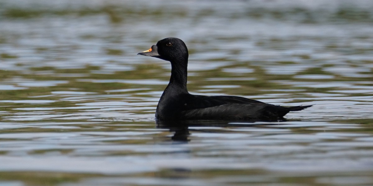 Common Scoter - ML556602571