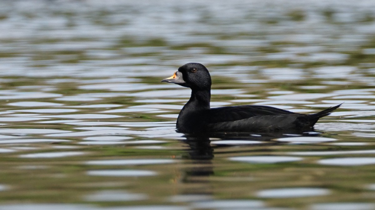 Common Scoter - ML556602581