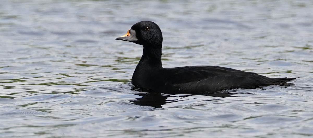 Common Scoter - Harry Coghill