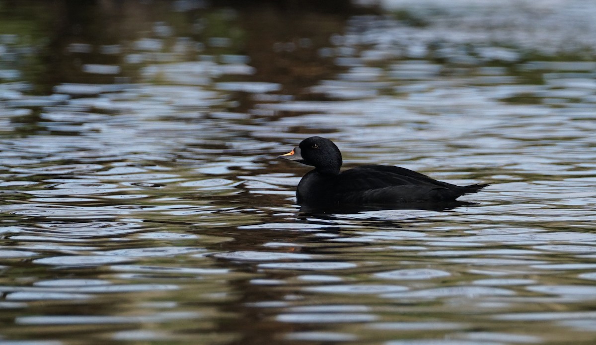 Common Scoter - ML556602601