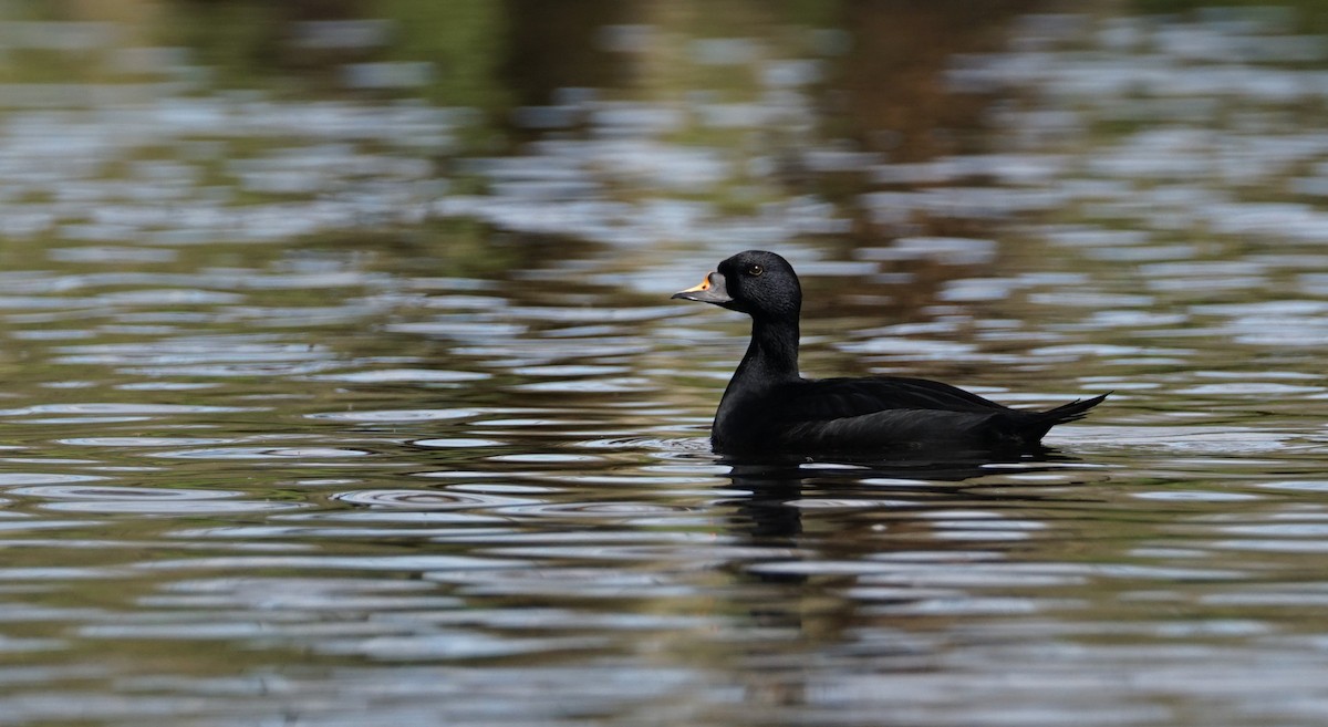 Common Scoter - ML556602611