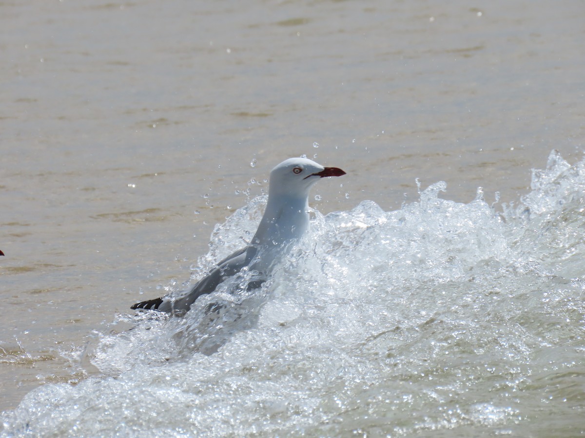 Mouette argentée - ML556605031