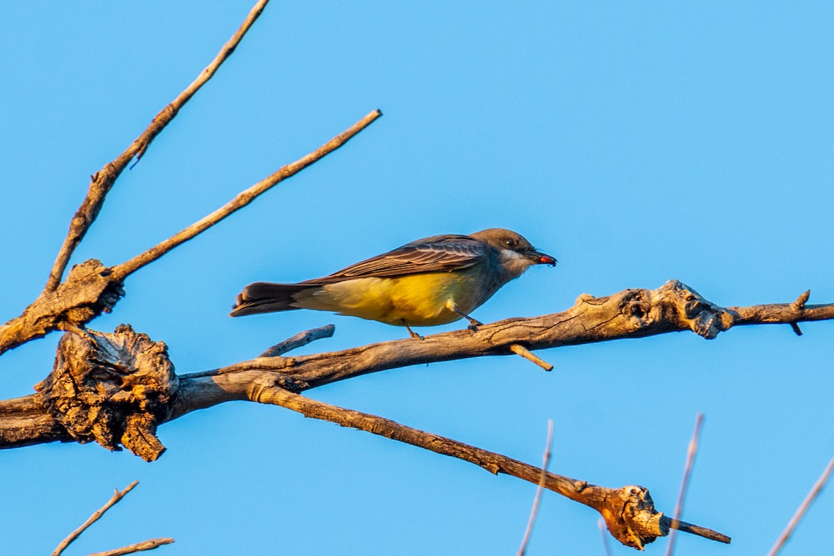 Cassin's Kingbird - ML556605671