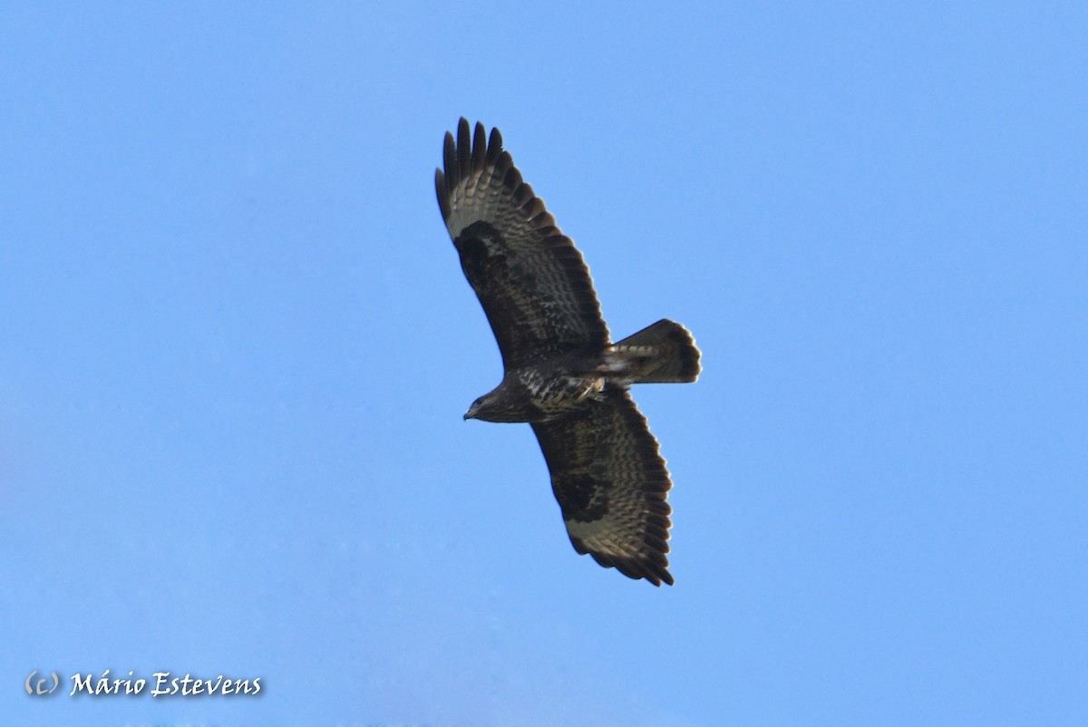 Common Buzzard - ML556607941