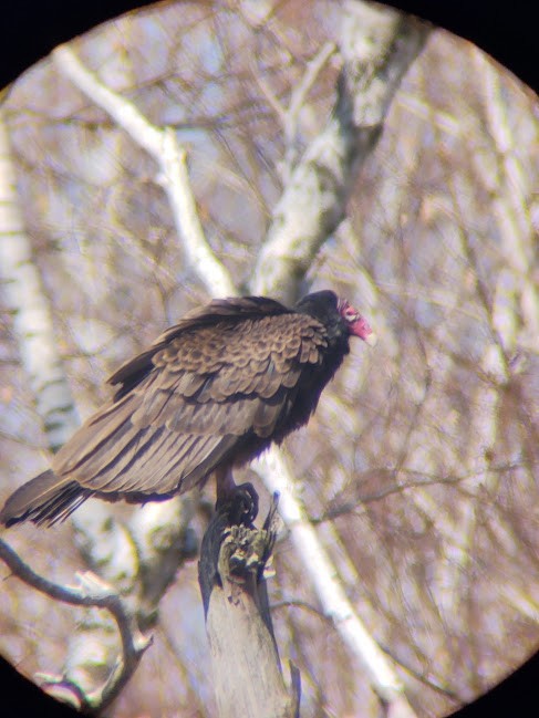 Turkey Vulture - ML556607951