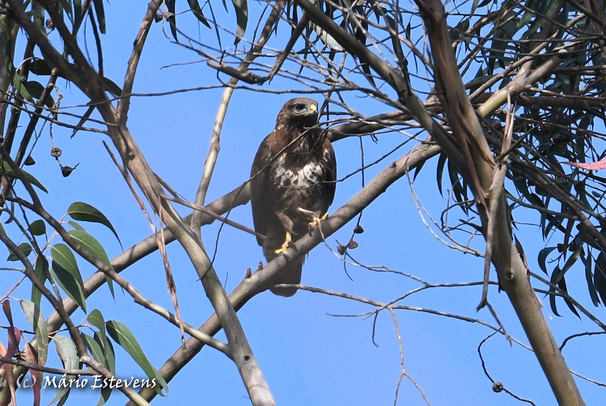 Common Buzzard - ML556607961