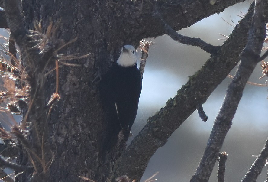 White-headed Woodpecker - David Roberts