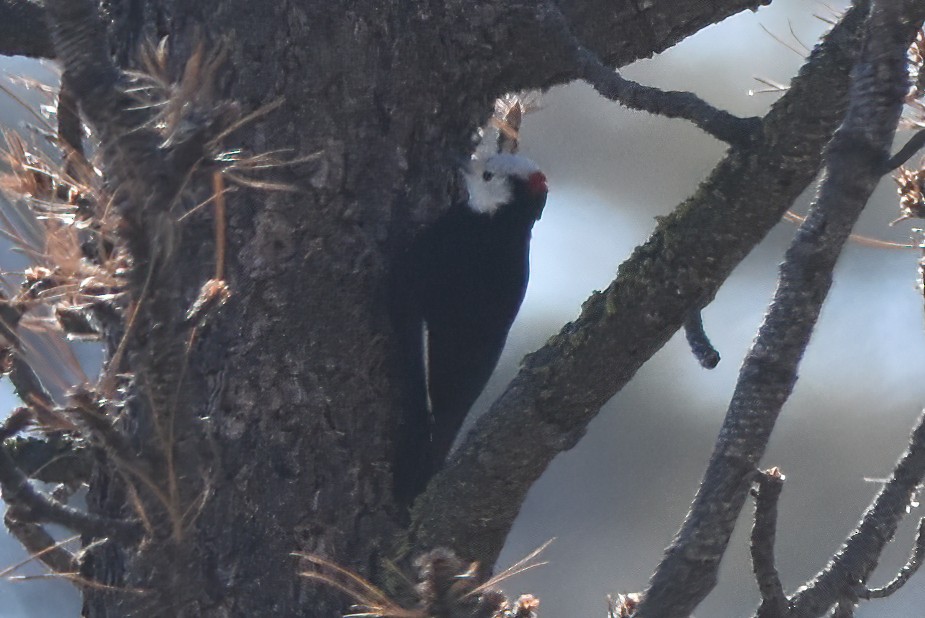 White-headed Woodpecker - David Roberts