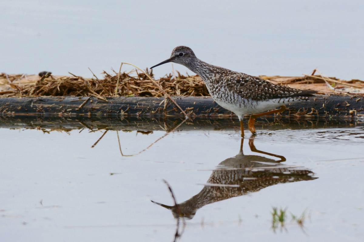 Lesser Yellowlegs - ML55660871