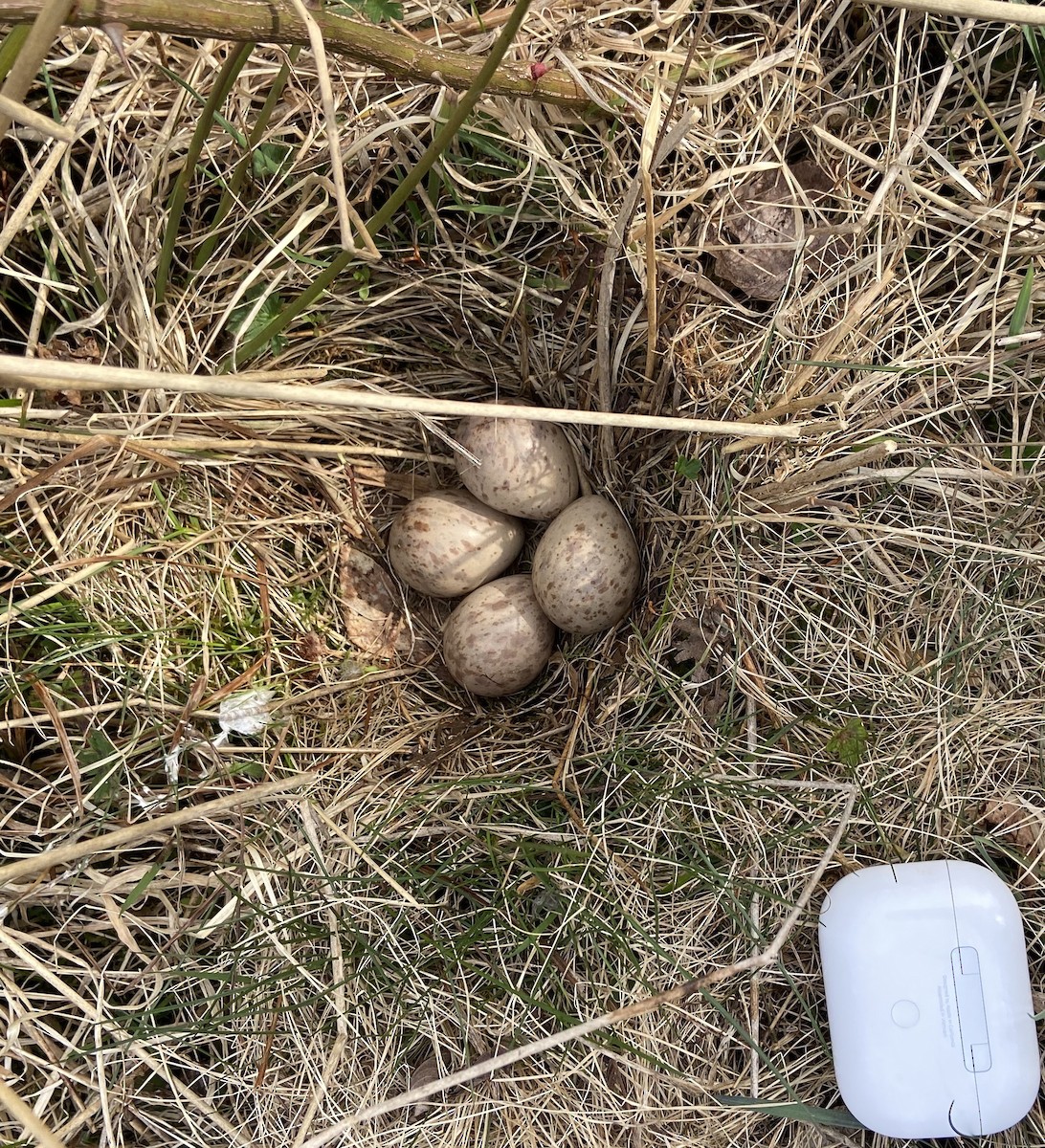 American Woodcock - Chuck Mitchell