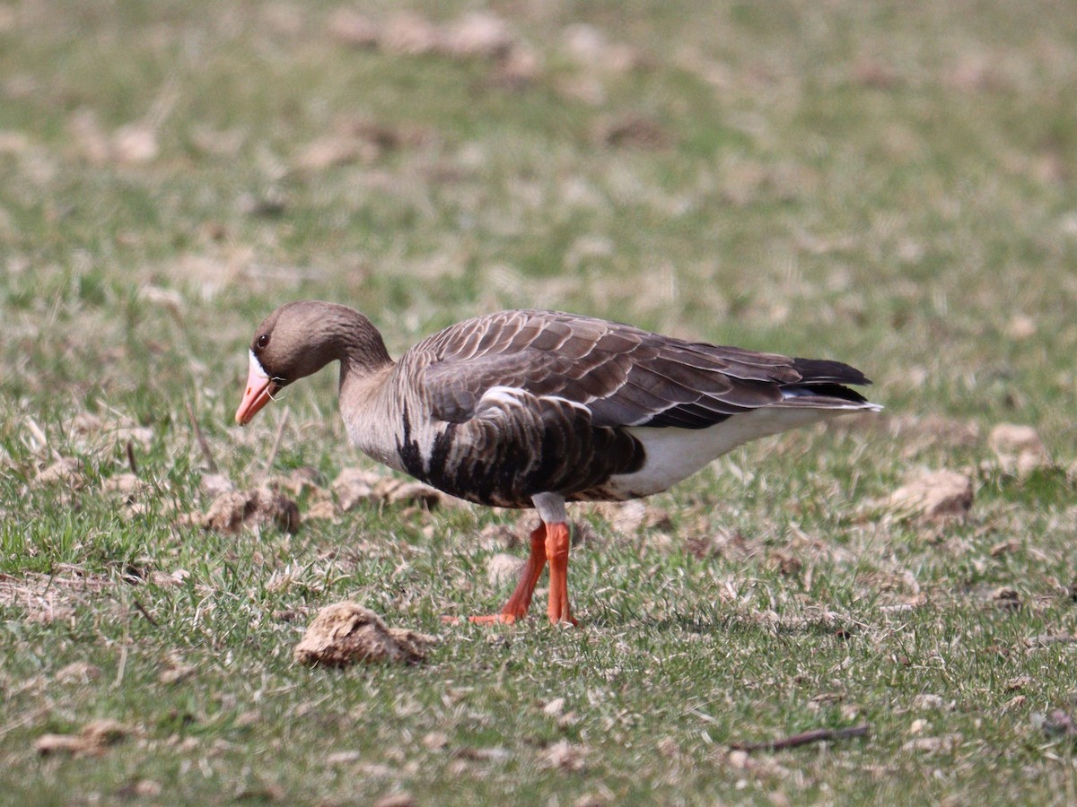 Greater White-fronted Goose - ML556609331