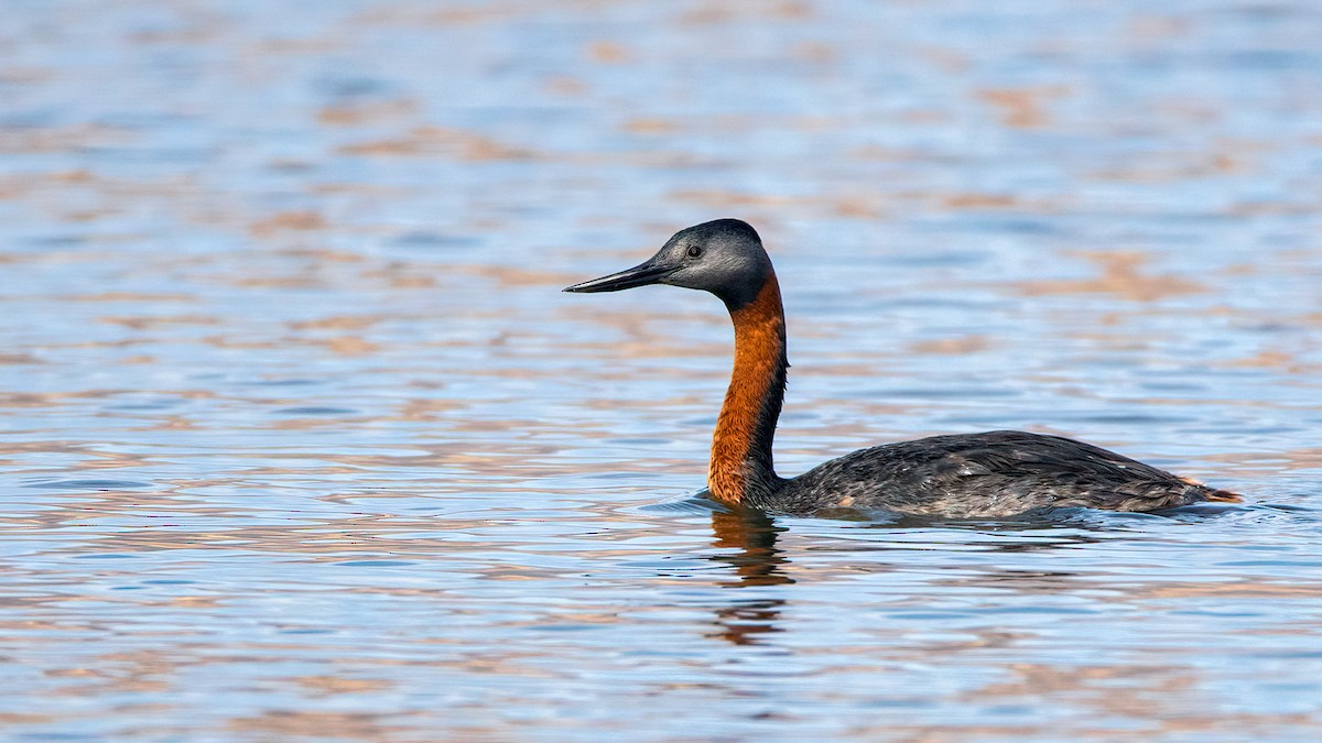 Great Grebe - ML556609381