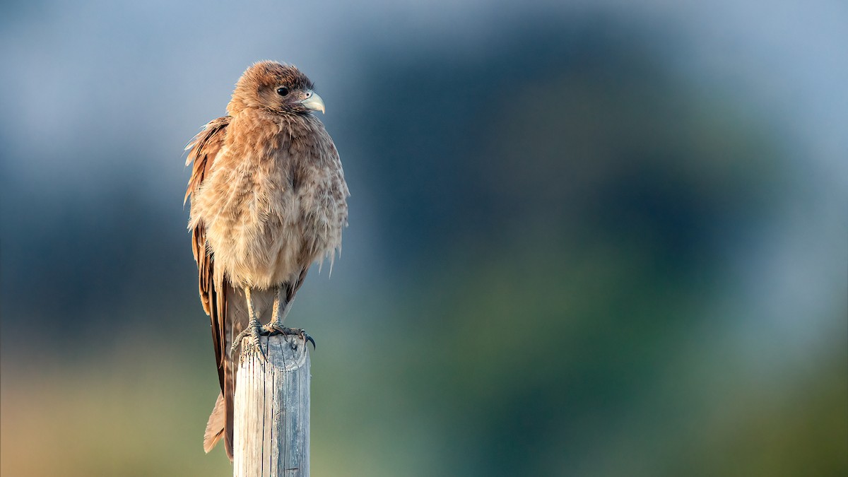 Chimango Caracara - ML556609611