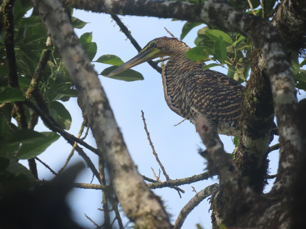 Bare-throated Tiger-Heron - Marjorie Watson