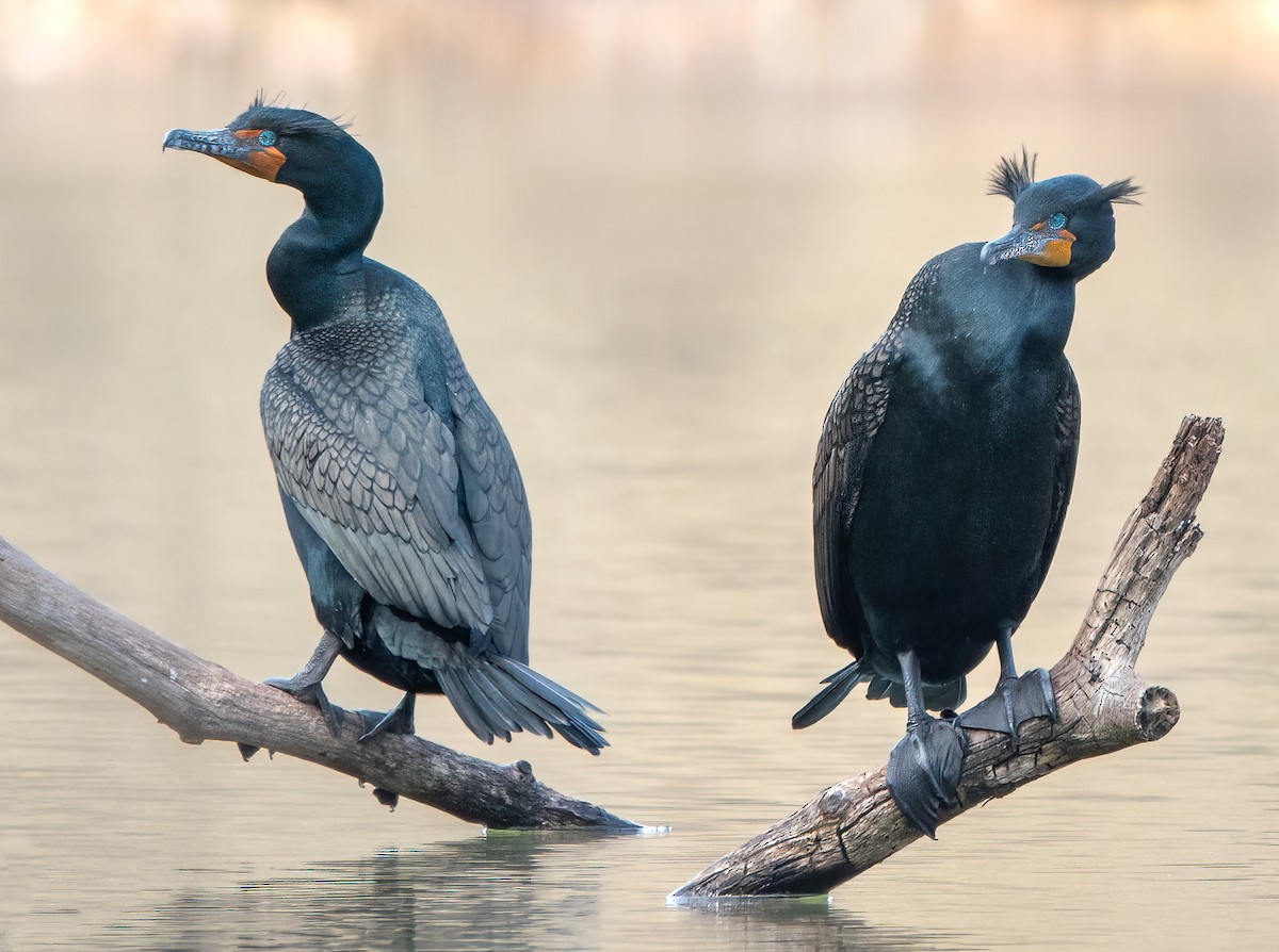 Double-crested Cormorant - kara mason