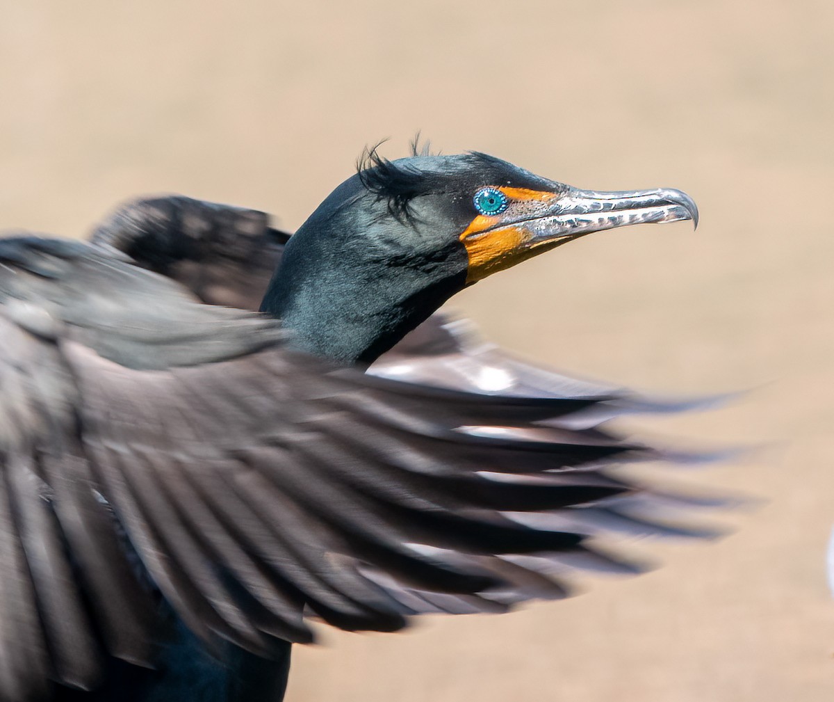 Double-crested Cormorant - kara mason