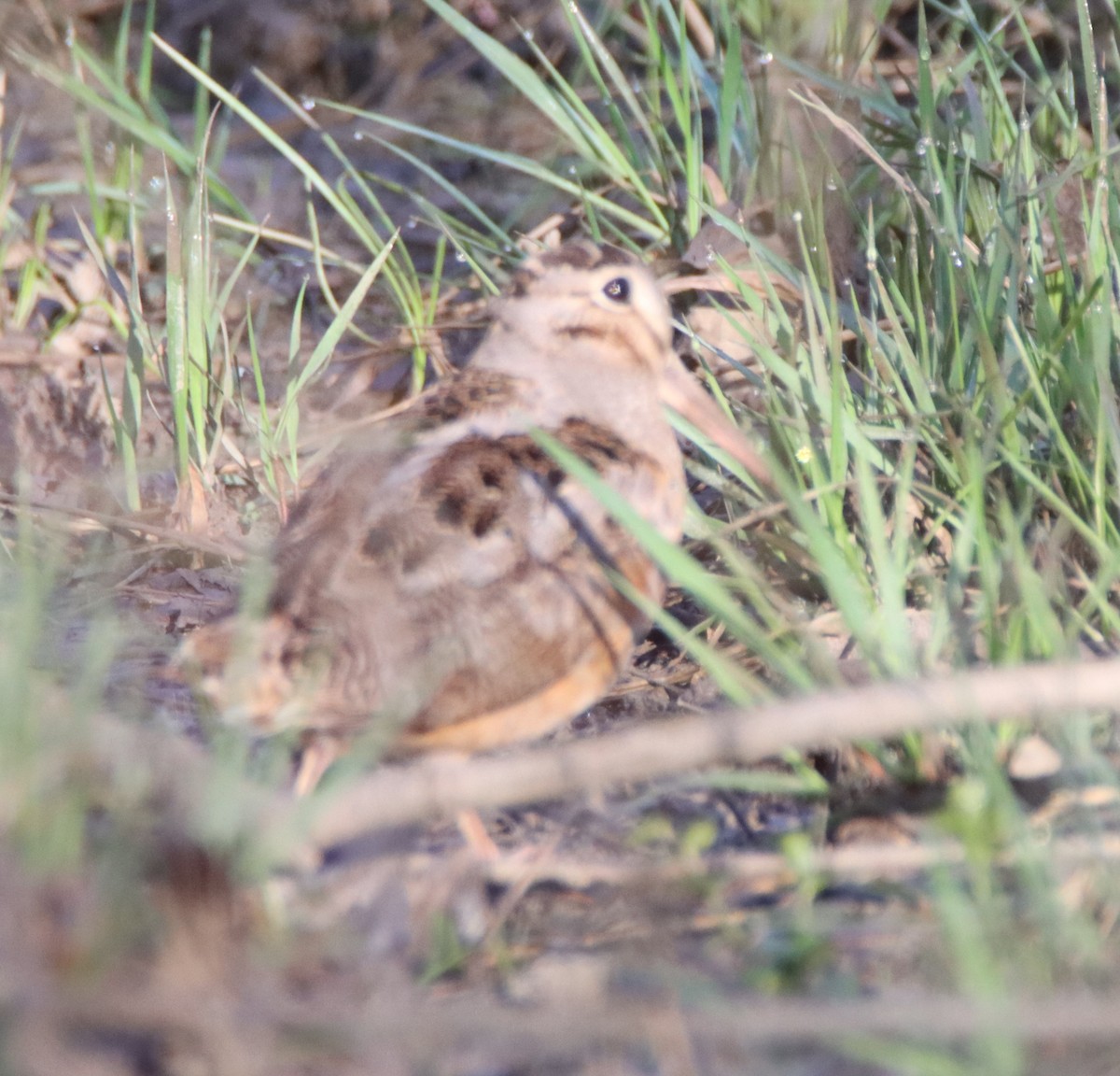 American Woodcock - David Lehner