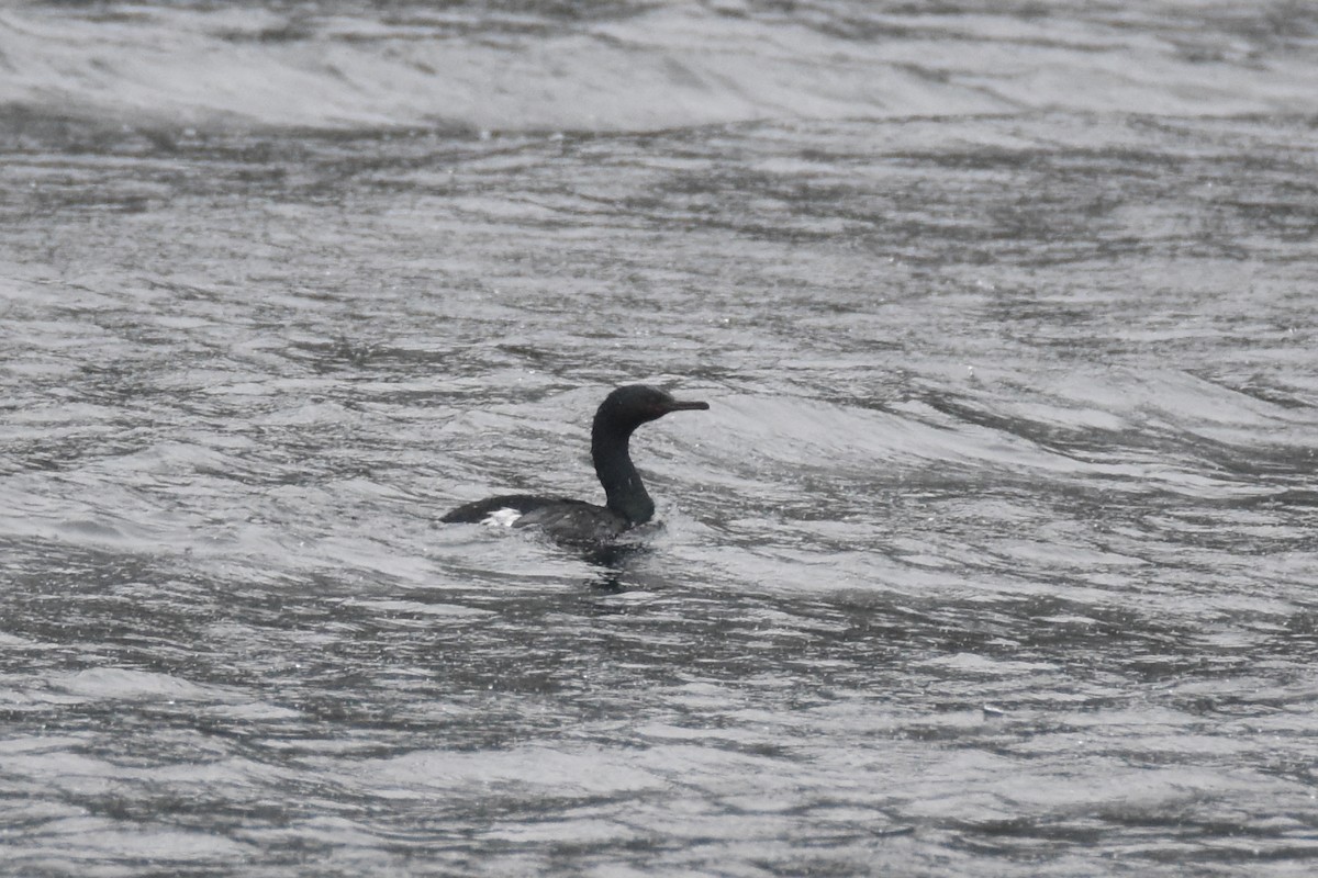 Cormorán Pelágico - ML556615331