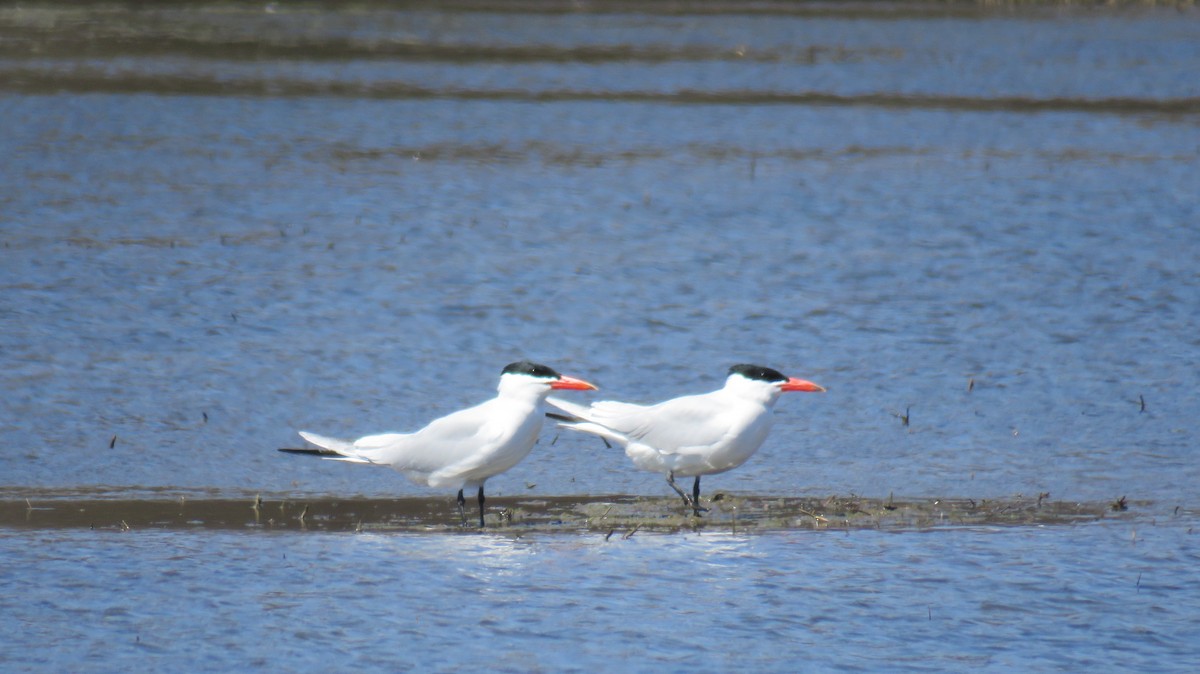 Caspian Tern - ML55661741