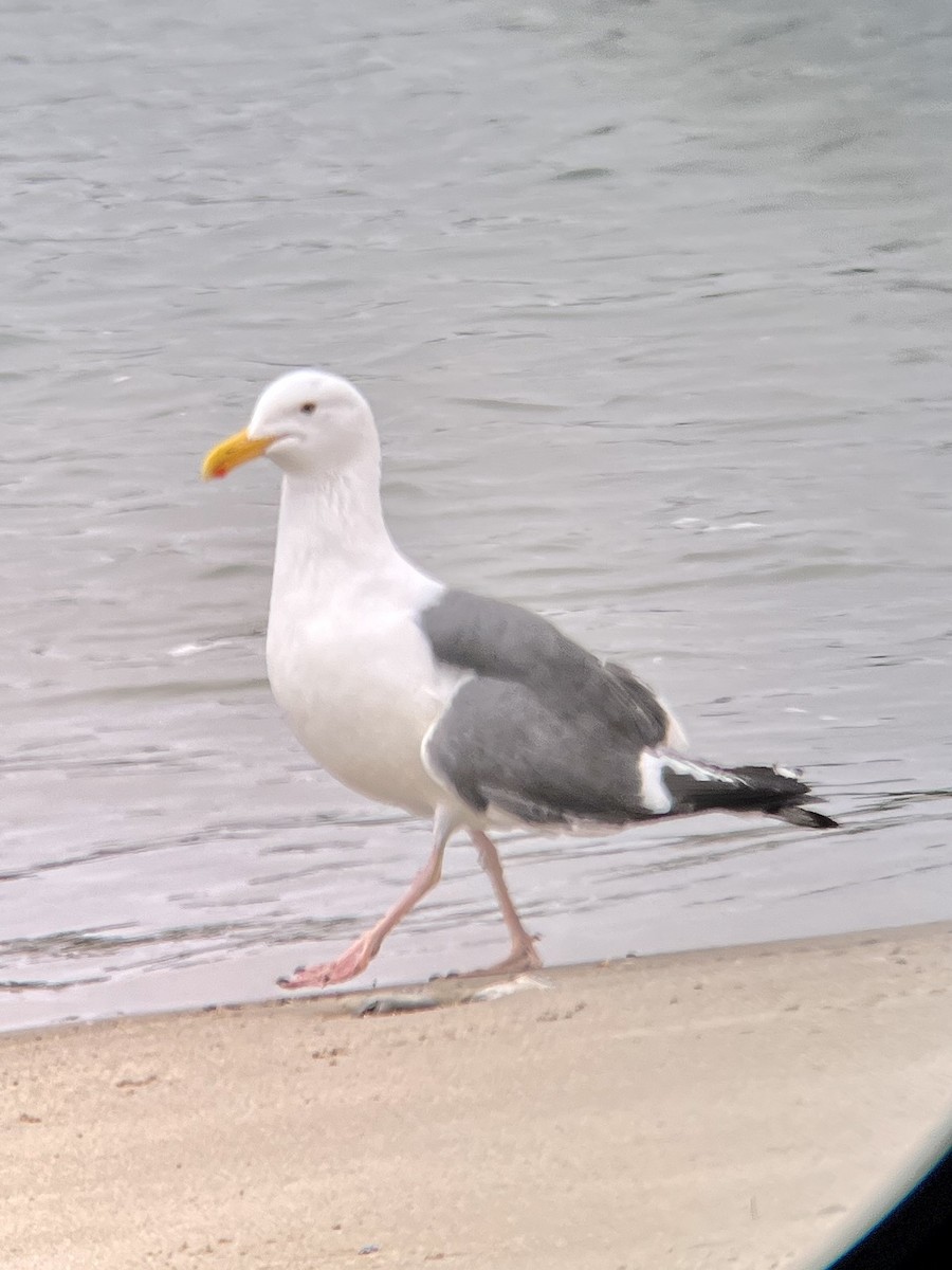 Western Gull - Gretchen Dillon