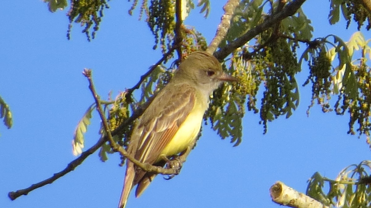 Great Crested Flycatcher - ML556617921